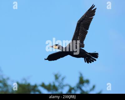 Im Spätsommer steigen die Zahlen auf dem lokalen Kormoransitz weiter. Stockfoto