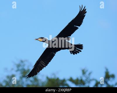 Im Spätsommer steigen die Zahlen auf dem lokalen Kormoransitz weiter. Stockfoto