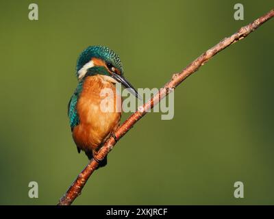 Juvenile eisvogel scheinen genetische Kenntnisse darüber zu haben, wie man Beute verzehrt, indem man sie betäubt und den Kopf zuerst schluckt, um sicherzustellen, dass die Wirbelsäule flach ist. Stockfoto