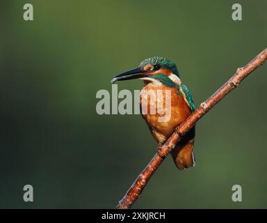 Juvenile eisvogel scheinen genetische Kenntnisse darüber zu haben, wie man Beute verzehrt, indem man sie betäubt und den Kopf zuerst schluckt, um sicherzustellen, dass die Wirbelsäule flach ist. Stockfoto