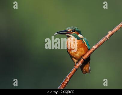 Juvenile eisvogel scheinen genetische Kenntnisse darüber zu haben, wie man Beute verzehrt, indem man sie betäubt und den Kopf zuerst schluckt, um sicherzustellen, dass die Wirbelsäule flach ist. Stockfoto