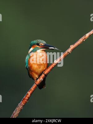 Juvenile eisvogel scheinen genetische Kenntnisse darüber zu haben, wie man Beute verzehrt, indem man sie betäubt und den Kopf zuerst schluckt, um sicherzustellen, dass die Wirbelsäule flach ist. Stockfoto