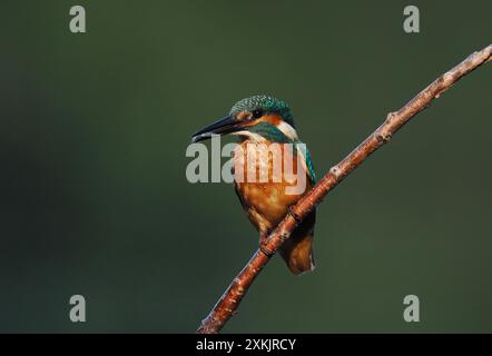 Juvenile eisvogel scheinen genetische Kenntnisse darüber zu haben, wie man Beute verzehrt, indem man sie betäubt und den Kopf zuerst schluckt, um sicherzustellen, dass die Wirbelsäule flach ist. Stockfoto