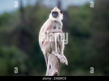 Ein grauer Schlangenaffe (Semnopithecus entellus) im nördlichen Flachland, der tagsüber auf einem Baumzweig in einem bewaldeten Gebiet sitzt, mit unscharfem Hintergrund Stockfoto