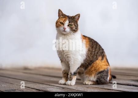 Eine königliche Calico-Katze sitzt anmutig auf einem Holzboden, ihr buntes Fell bildet einen schönen Kontrast zu einem verschwommenen, neutralen Hintergrund. Stockfoto