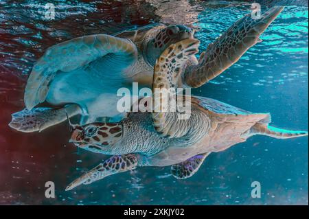 Foto der Meeresschildkröte auf der Insel Galapagos. Grüne Meeresschildkröte schwimmen friedlich am Meeresboden im flachen Wasser direkt am Strand. Schwimmen Stockfoto