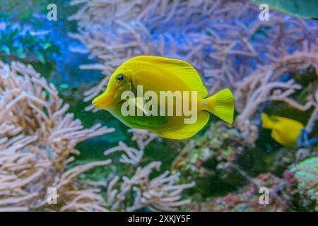 Gelblicher Fisch in tiefblauem Wasser. Bild des Gelbfisches im Aquarium Stockfoto