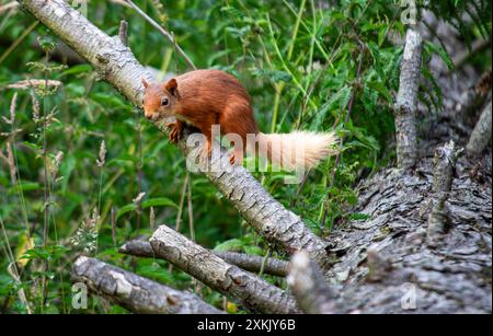 Schottisches Rotes Eichhörnchen in Fife Schottland Stockfoto