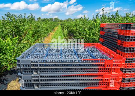 Heidelbeeren in Boxen. Stockfoto