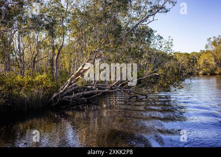 Bäume überragen die Noosa Everglades in Queensland, Australien Stockfoto