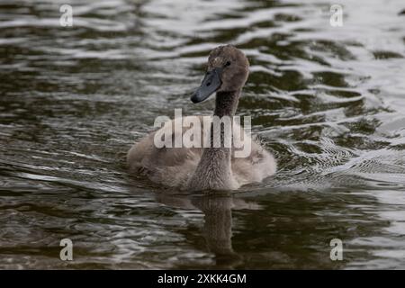 Ein Jungtier eines stummen Schwans (Cygnus olor) schwimmt an einem Sommertag in freier Wildbahn auf einer Wasseroberfläche eines Sees Stockfoto