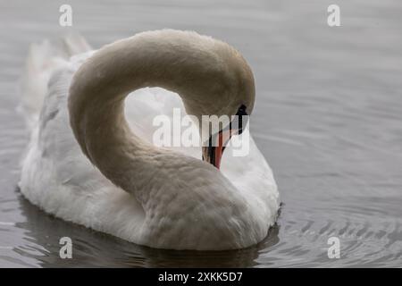 Ein stummer Schwan (lat. Cygnus olor) schwimmt auf einer Wasseroberfläche eines Sees in freier Wildbahn Stockfoto