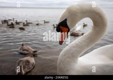 Ein stummer Schwan (lat. Cygnus olor) schwimmt auf einer Wasseroberfläche eines Sees in freier Wildbahn Stockfoto