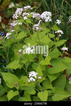 Ewige Ehrlichkeit, Lunaria rediviva, Brassicaceae. Europa. Stockfoto