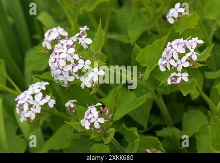 Ewige Ehrlichkeit, Lunaria rediviva, Brassicaceae. Europa. Stockfoto