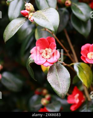 Rote Kamelien, 'Kimberley', Camellia japonica, Theaceae. Japan. Stockfoto