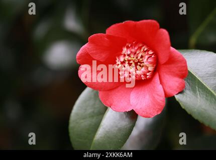 Rote Kamelien, 'Kimberley', Camellia japonica, Theaceae. Japan. Stockfoto