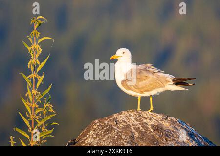 Kalifornische Möwe in Zuchtfärbung (Larus californicus) auf einem Felsen am Eagle Lake im Lassen County Kalifornien am frühen Morgen. Stockfoto