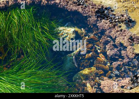 Gezeitenpool nahe am Botanical Beach BC. Nahaufnahme eines Gezeitenpools, der in das felsige Schelfeige am Botanical Beach mit Muscheln gehauen wurde. In der Nähe von Port Renfrew BC Stockfoto