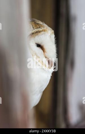 Porträt einer verschlafenen Barn Owl (Tyto alba), die aus dem Gebäude des British Wildlife Centre, Newchapel, Lingfield, Surrey, Vereinigtes Königreich blickt Stockfoto