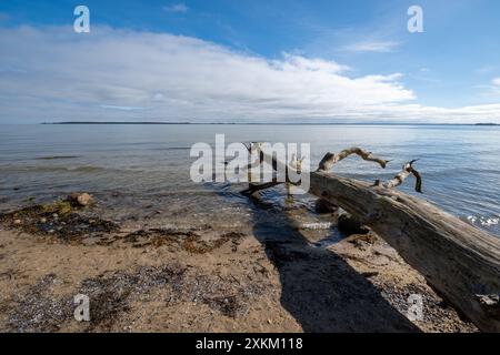 03.04.2024, Deutschland, Mecklenburg-Vorpommern, Hohen Wieschendorf - gefallener Baum am Strand an der Ostseeküste. 00A240403D160CAROEX.JPG [MO Stockfoto