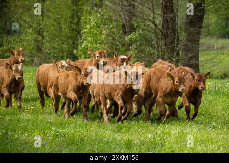 28.04.2024, Deutschland, Bremen, Bremen - Weideweiden auf einem Bio-Bauernhof, Limousin- und Fleckvieh-Kälber grasen auf der Weide. Auf dieser Farm gibt es kein Stockfoto