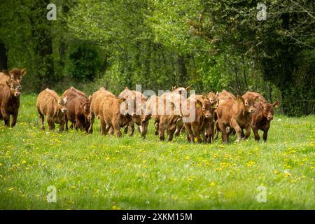 28.04.2024, Deutschland, Bremen, Bremen - Weideweiden auf einem Bio-Bauernhof, Limousin- und Fleckvieh-Kälber grasen auf der Weide. Auf dieser Farm gibt es kein Stockfoto