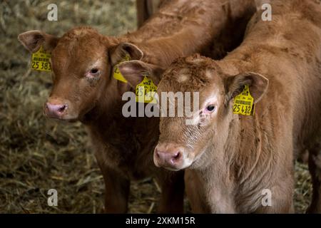 28.04.2024, Deutschland, Bremen, Bremen - Limousinenrinder in der Scheune eines Bio-Betriebs. Auf diesem Bauernhof gibt es keine Milchwirtschaft, sondern Mutterkuhhaltung Stockfoto