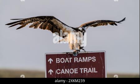 Ein Fischadler (Pandion haliaetus) thront auf einem Schild im Dingle Swamp im Bear River National Wildlife Refuge in Idaho. Stockfoto