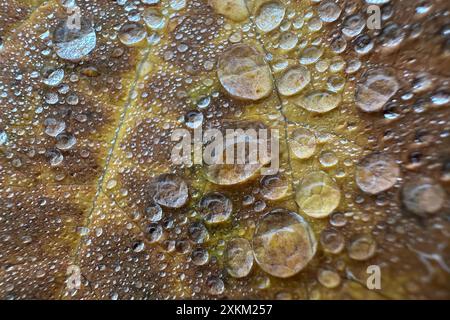 27.10.2023, Deutschland, Berlin - Wassertropfen auf einem herbstbunten Blatt. 00S231027D180CAROEX.JPG [MODELLVERSION: NICHT ZUTREFFEND, EIGENSCHAFTSFREIGABE: N Stockfoto