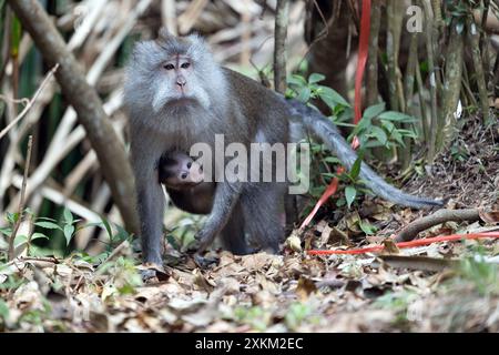 07.11.2023, Indonesien, Lombok, Keroya - Langschwanzmakake mit Jungen. 00S231107D349CAROEX.JPG [MODELLVERSION: NICHT ZUTREFFEND, EIGENSCHAFTSFREIGABE: NEIN ( Stockfoto