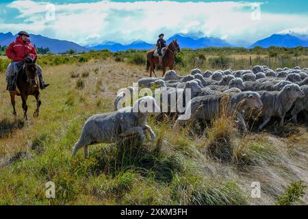 10.03.2024, Argentinien, Patagonien, El Calafate - Gaucha und Gaucho zu Pferd, die eine Schafherde vor dem Moun durch die patagonische Pampas treiben Stockfoto