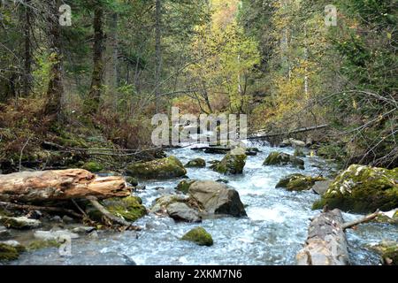 Das felsige Bett eines rasanten Baches eines stürmischen Flusses, der aus den Bergen fließt und sich an einem bewölkten Herbstmorgen um heruntergefallene, mit Moos bewachsene Baumstämme beugt. Stockfoto