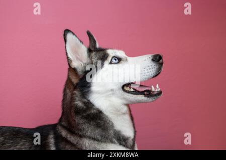 Porträt des sibirischen Husky-Hundes auf rosa Hintergrund Stockfoto