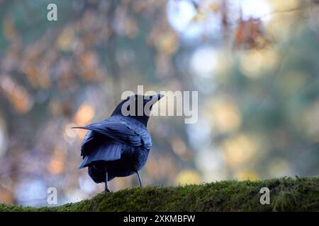 Eine Krähe sitzt auf Moos und blickt nach rechts vom Rahmen. Stockfoto