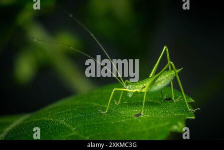 Nahaufnahme von grüner Grashüpfer, grüner Phaneropterine Katydid auf grünem Blatt. Stockfoto