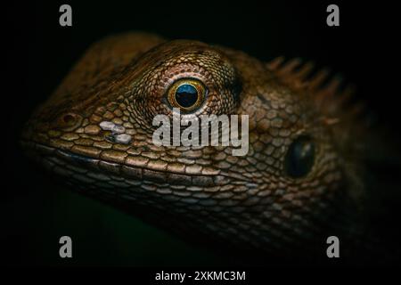 Extreme Aufnahme des braunen Chamäleonauges, Makrofoto des Tieres und schwarzer Hintergrund. Stockfoto