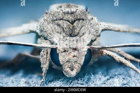 Extremaufnahme Vorderansicht der Falkenmotte von Konvolvulus, Nahaufnahme des Insekts auf Teppichboden. Stockfoto
