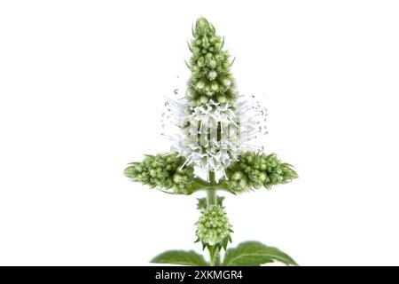 Nahaufnahme von grüner Minze (Mentha spicata), auch bekannt als Gartenminze oder gewöhnliche Minze, isoliert auf weißem Hintergrund. Perfekt für pflanzliche und botanische Anwendungen Stockfoto