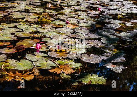 Wasserlillen im City Botanic Garden, Brisbane, Queensland, Australien. Stockfoto