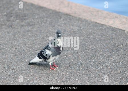 Sankt Petersburg, Russland. Juli 2024. Eine Taube, die auf dem Bürgersteig in Sankt Petersburg gesehen wurde. Quelle: SOPA Images Limited/Alamy Live News Stockfoto