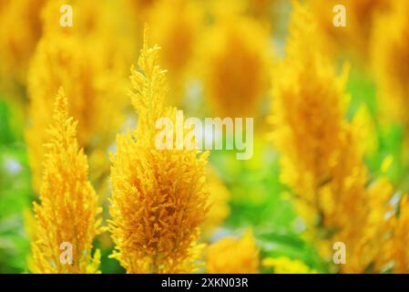 Schöne hellgelbe Blumen auf Naturhintergrund Stockfoto