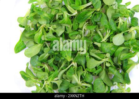 Frischer Lammsalat isoliert auf weißem Hintergrund Stockfoto