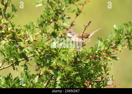 Gemeiner Weissdornmännchen, der auf einem Weißdornstrauch sitzt und im Frühling nach einem Gefährten ruft. Buckinghamshire, England, Vereinigtes Königreich. Stockfoto