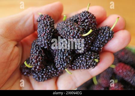 Großaufnahme von Haufen frischer Reifen Maulbeerfrüchte in der Hand Stockfoto