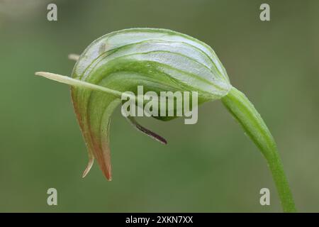 Nickende Greenhood Orchidee in Blume Stockfoto