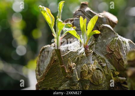 Geschnittene Äste eines Apfelbaums oder Malus domestica, die im Frühjahr frische neue Blätter wachsen. Gartenpflanzenpflege, beschnittener Baum Stockfoto