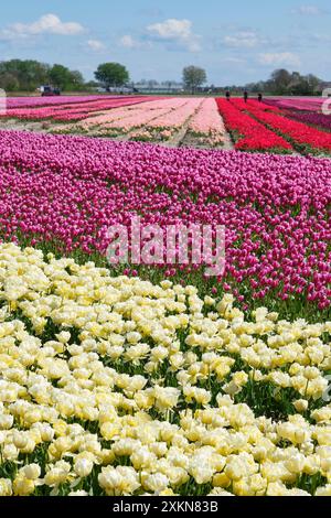 Großes Ackerfeld mit weißen, violetten, rosa und roten Tulpen in Reihen in Friesland, Niederlande unter blauem Himmel im Frühjahr Stockfoto