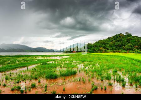 Der Lak Lake und das grüne Reisfeld, Provinz Dak Lak, Vietnam Stockfoto