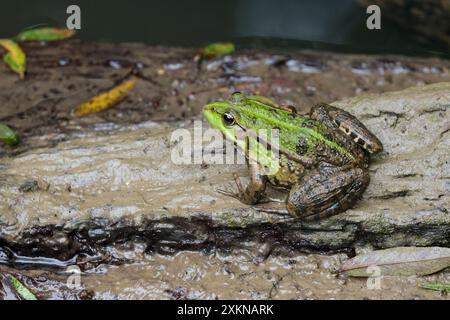 Marschfrosch Rana ridibunda, grün und braun mit dunklen Flecken am Körper und den Beinen spitzes Gesicht dicht beieinander goldene Augen limiengrüne Linie am Rücken Stockfoto